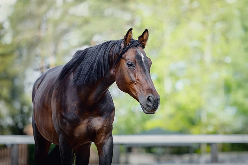 fourty four year old horse resting on the grass