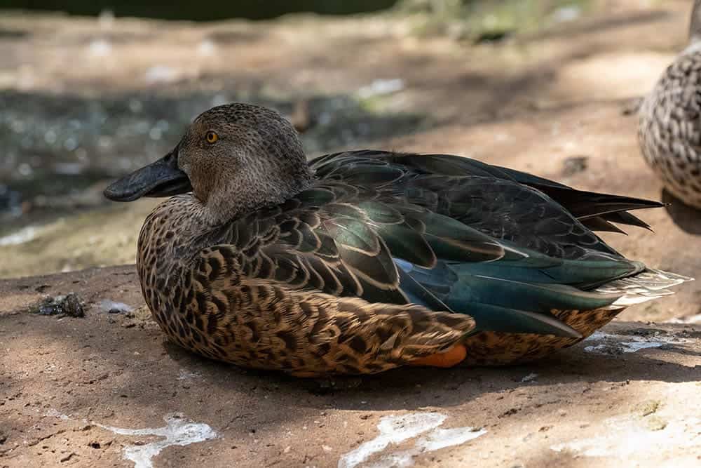 One cape shoveler sitting