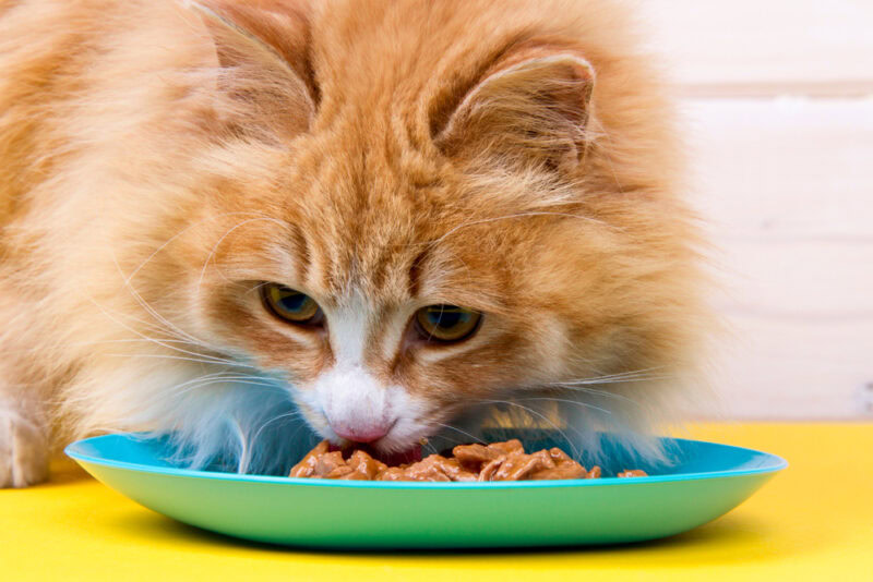 orange tabby cat eating we food from plate