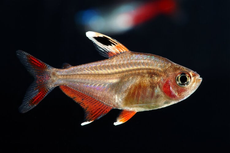 ornate-tetra