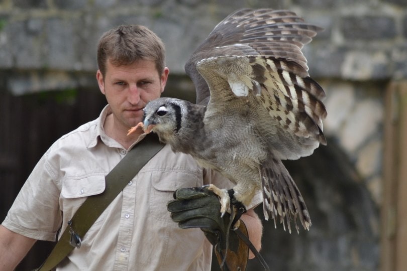 owl owner
