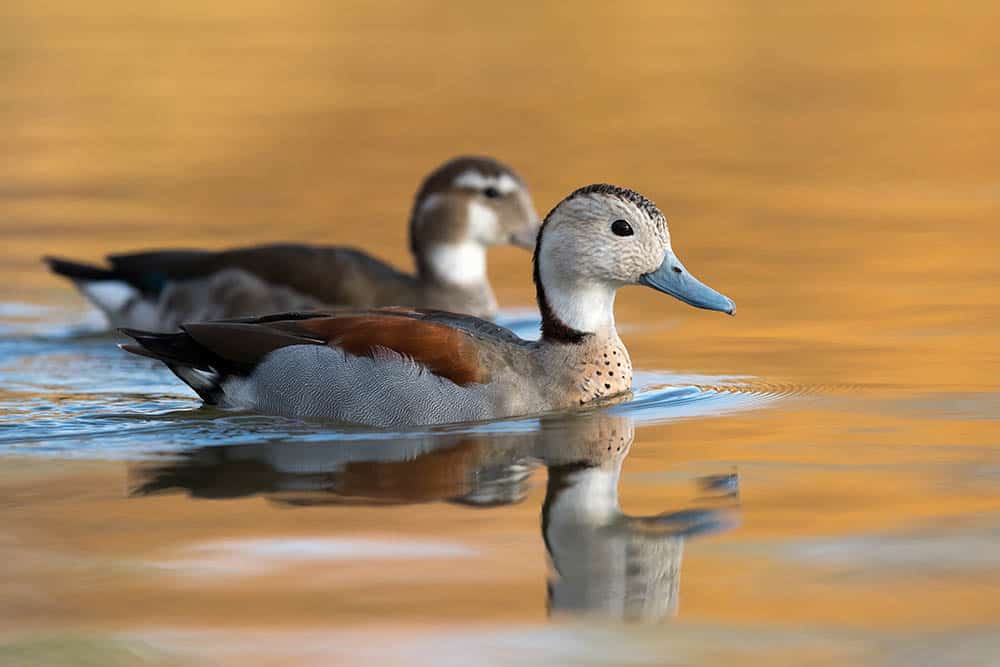 Pair of Ringed teal
