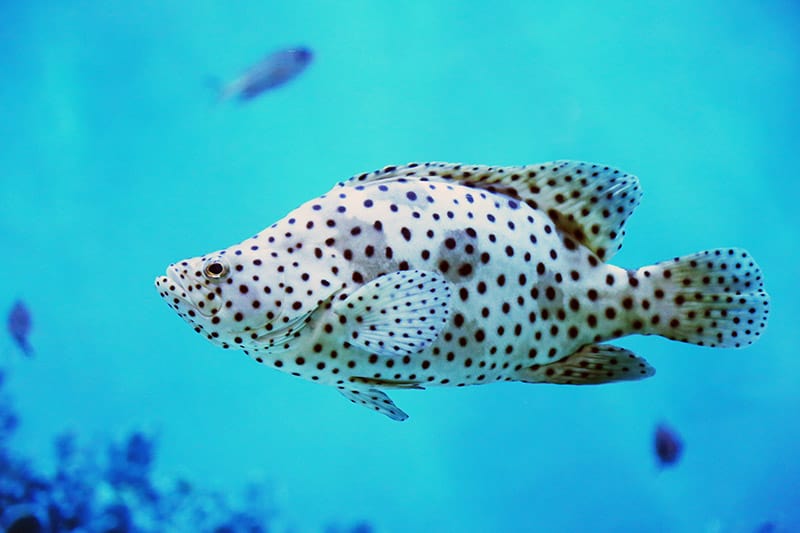 Panther Grouper