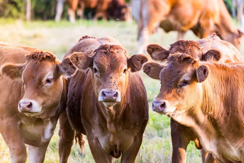 Parthenais Cow