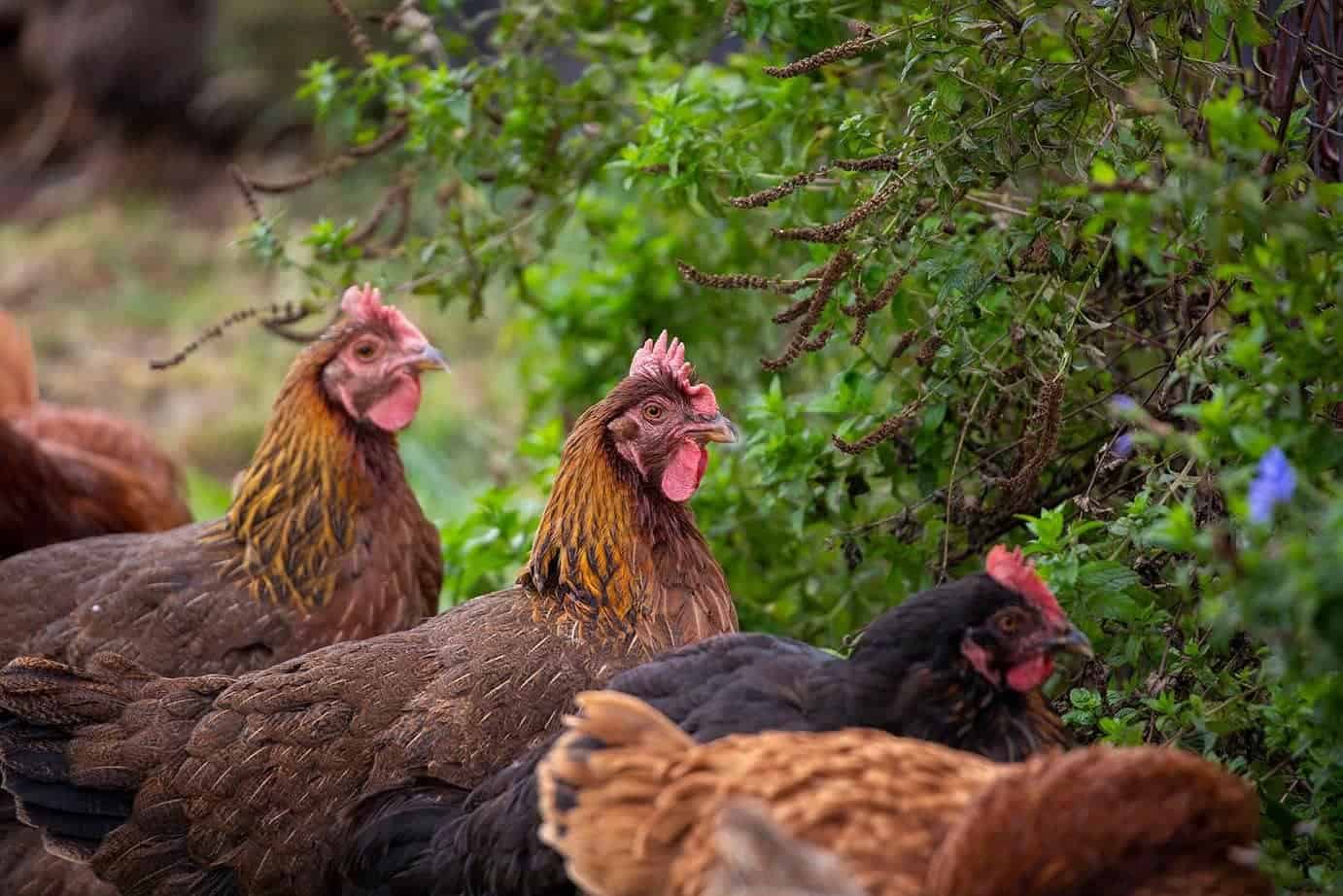 partridge chickens