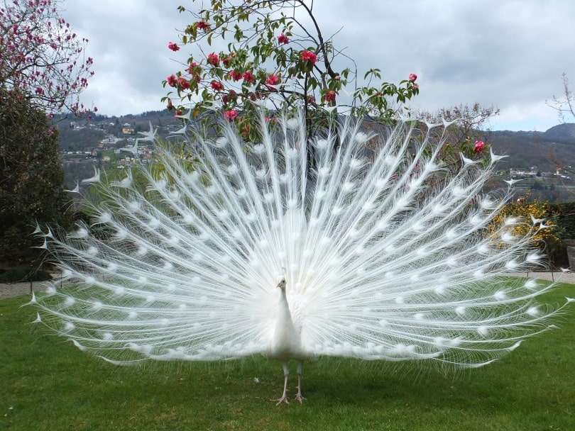 peacock in grass_Piqsels