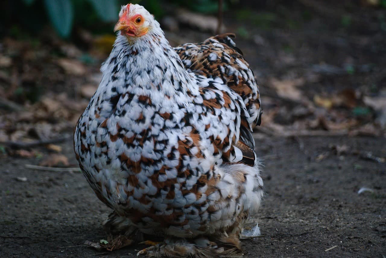 pekin hen