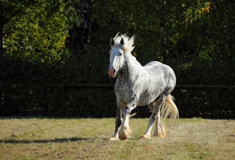 Percheron Draft Horse galloping