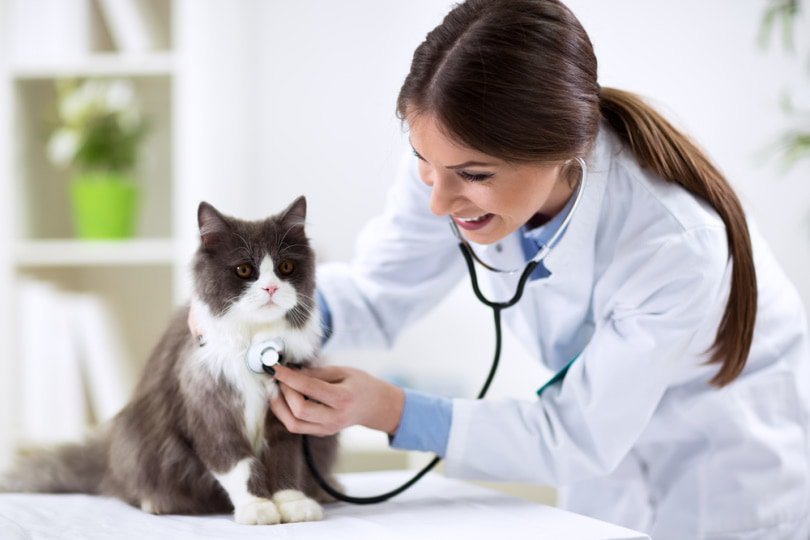 persian cat checked by vet.