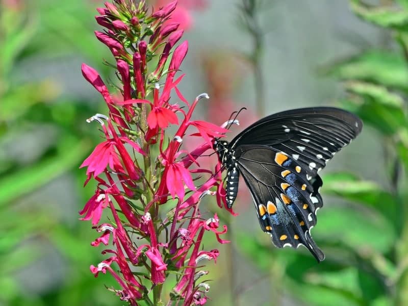 Lobelia Cardinalis