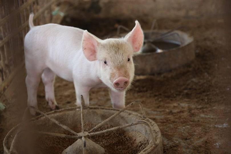 pig eating