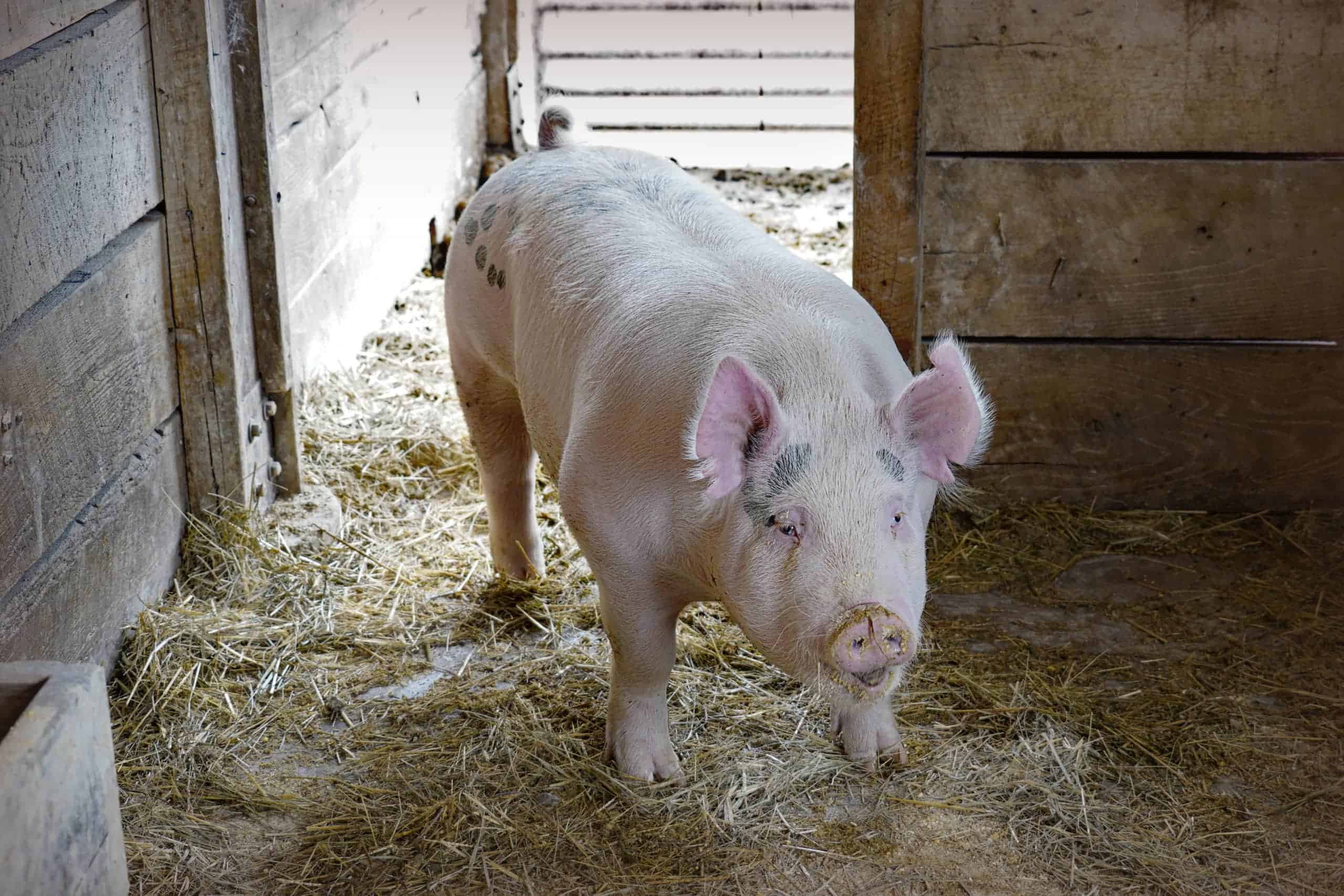 pig in cage