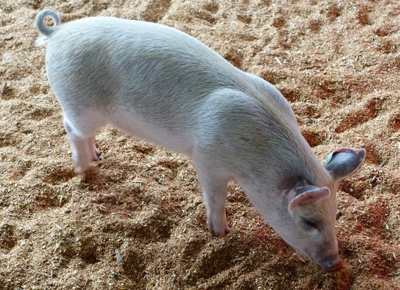 pig looking for food