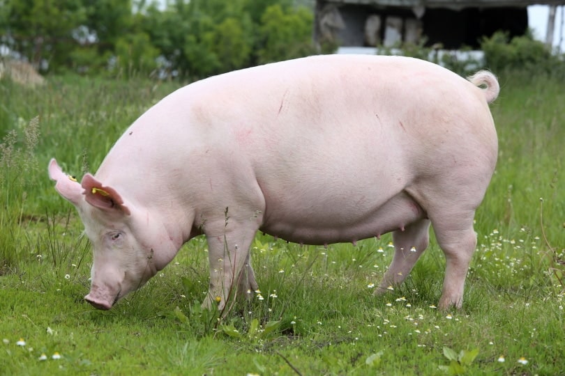pig on the grass