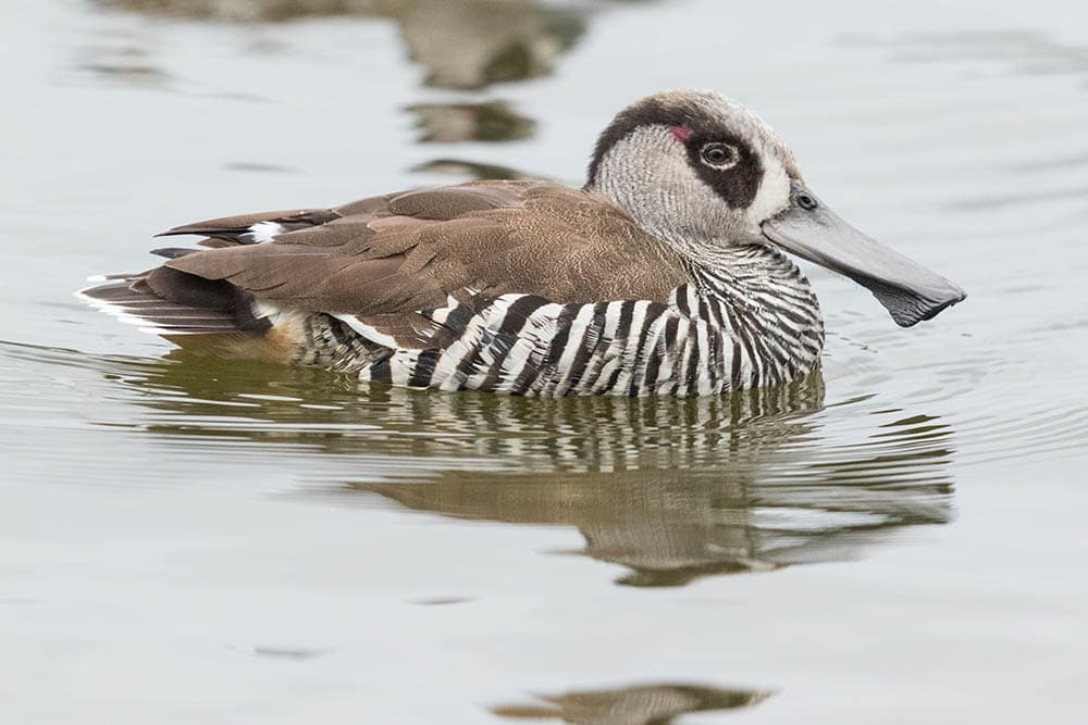 Pink Eared Duck