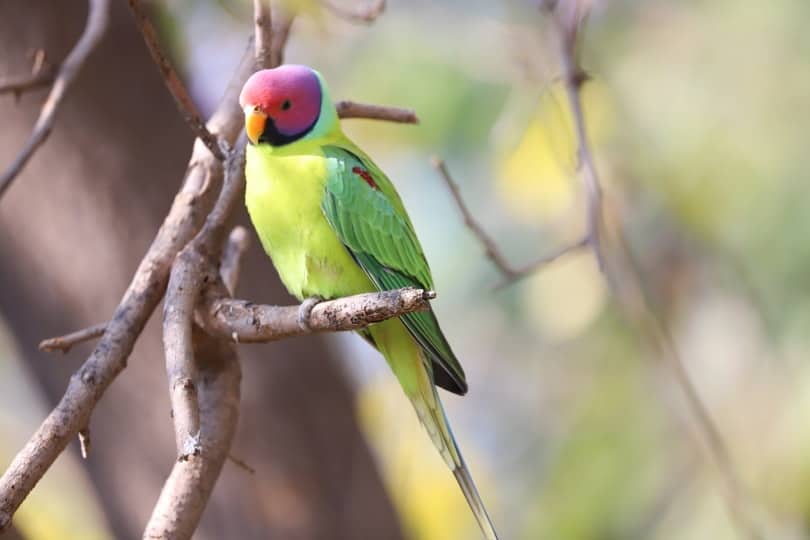 plum headed parakeet