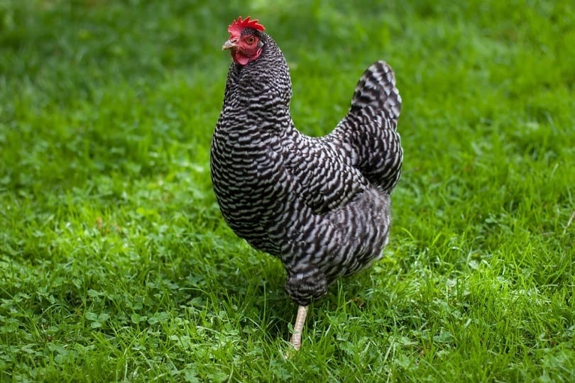 plymouth rock chicken_Amy Kerkemeyer_shutterstock