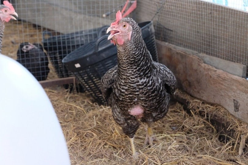 plymouth rock chicken_Kiattisak Hemmakom_shutterstock