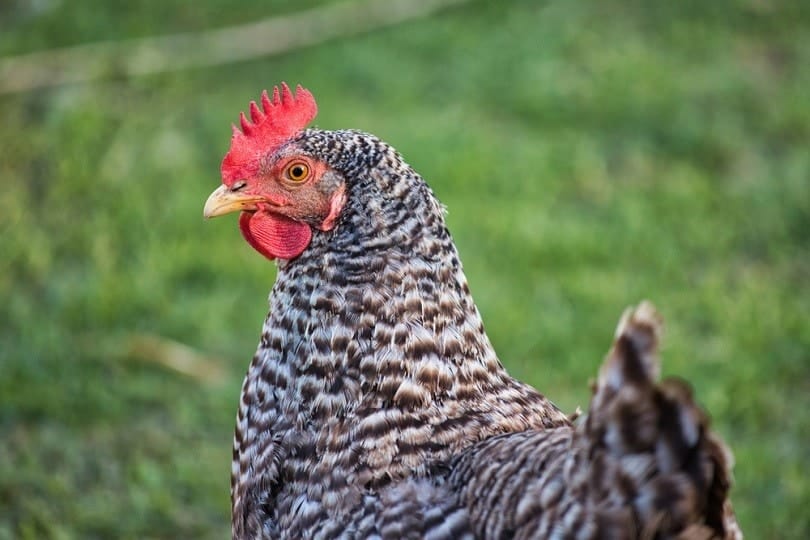 plymouth rock chicken_Veroja_shutterstock