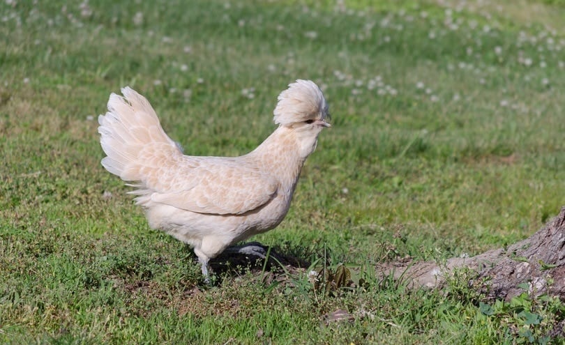 polish chicken_Neil Todd_shutterstock