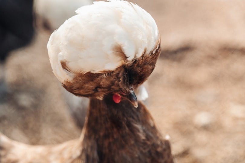 polish chicken_Sabino Parente_shutterstock