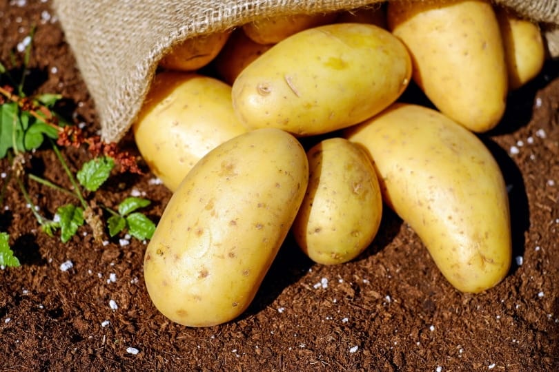 potatoes on the ground