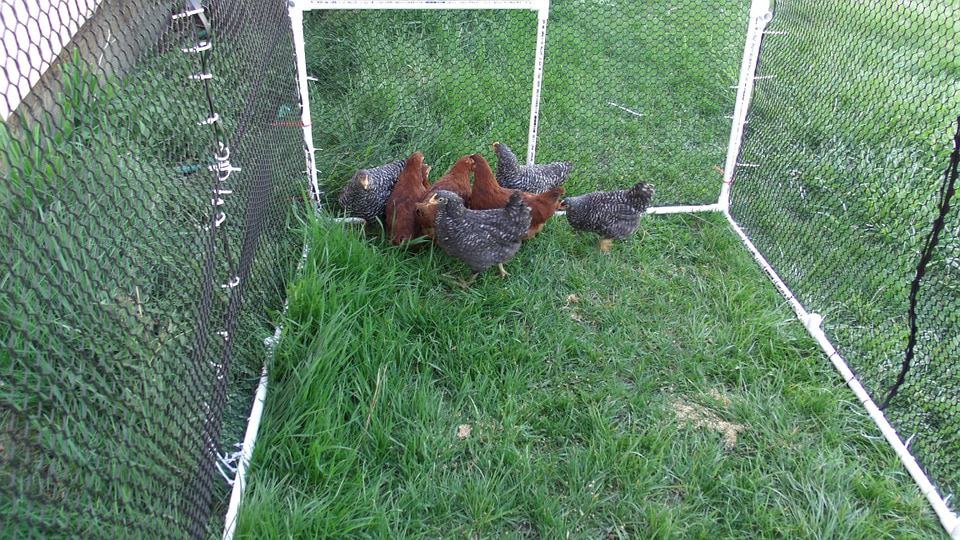 poultry netting