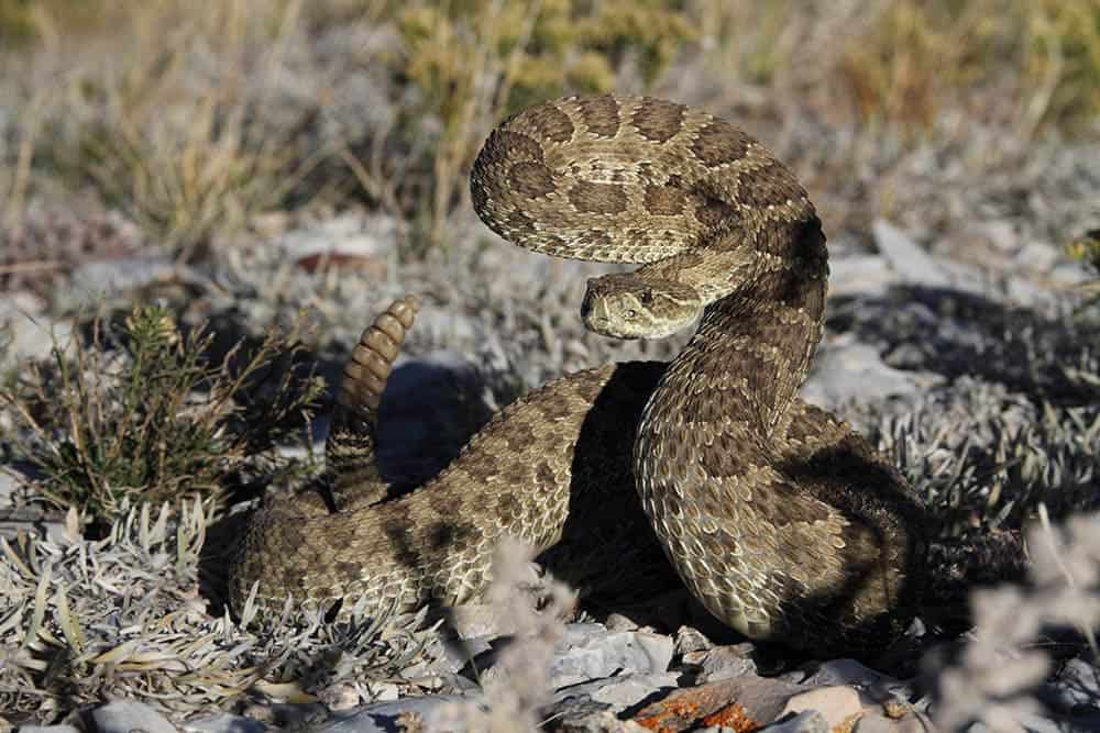 Prairie rattlesnake ready to strike