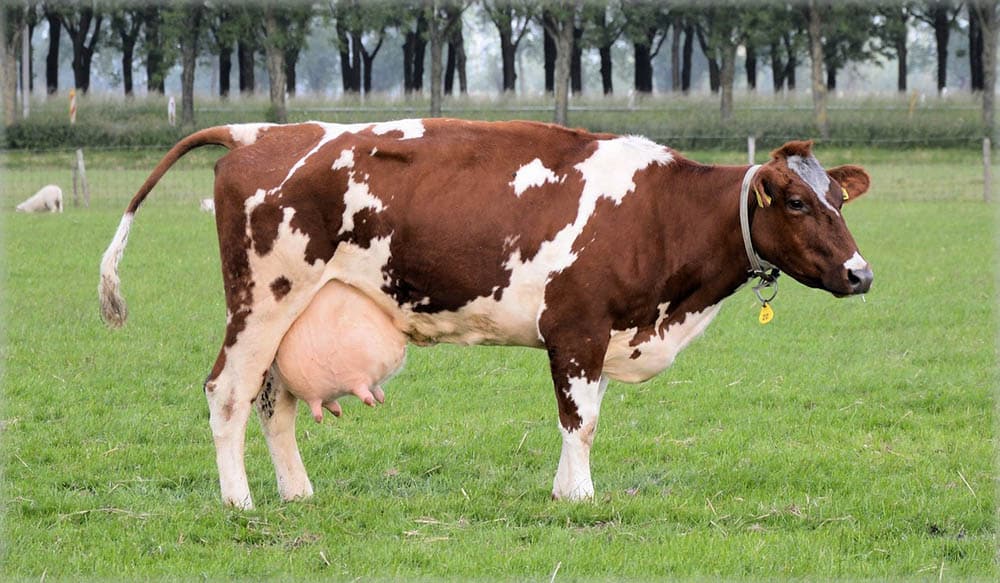 pregnant cow