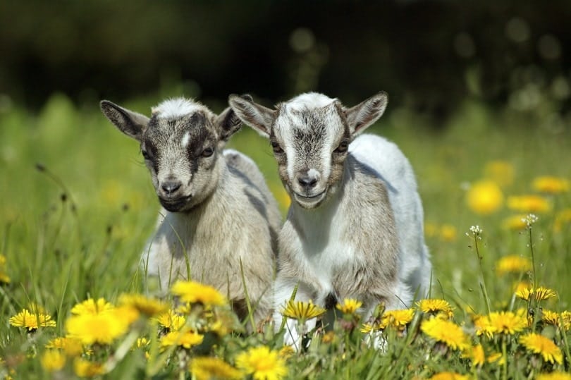 pygmy goat
