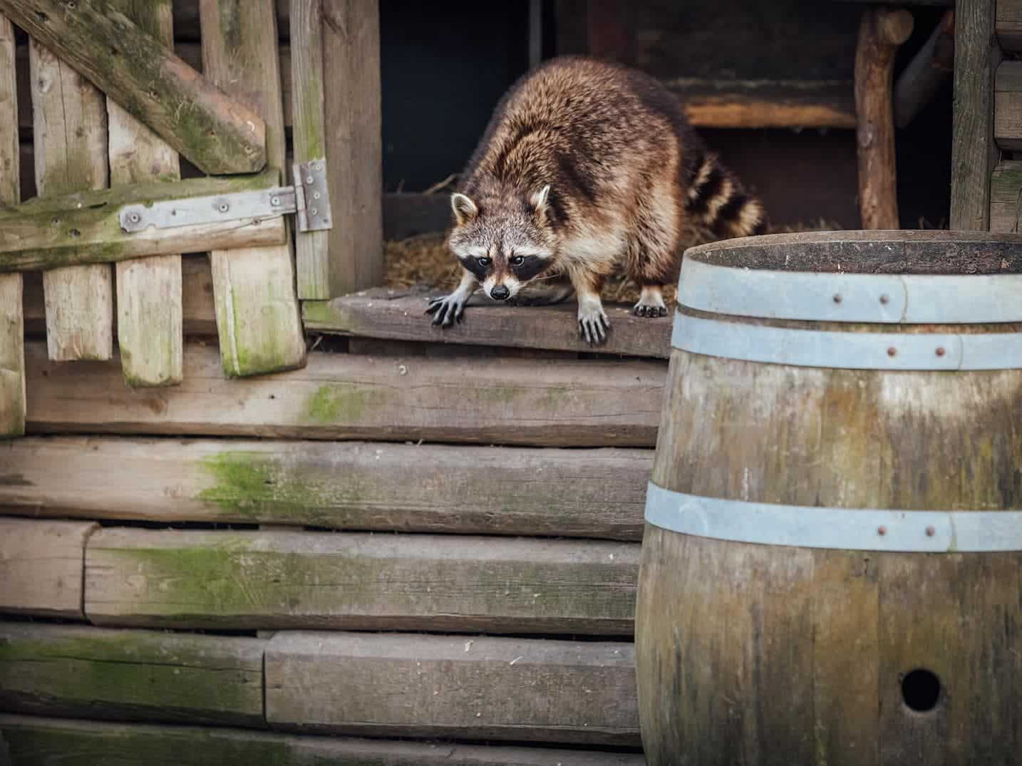 raccoon breaking in to chicken coop