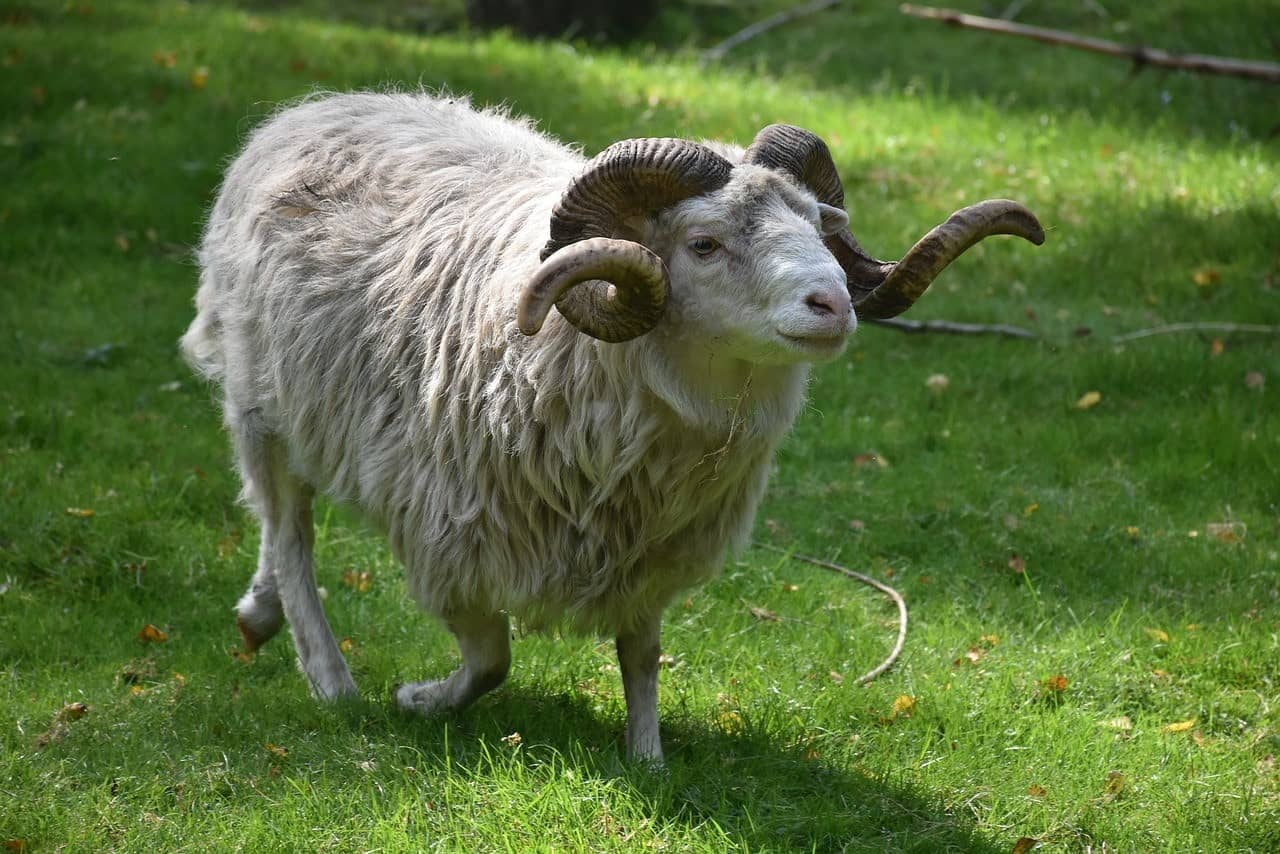 ram walking