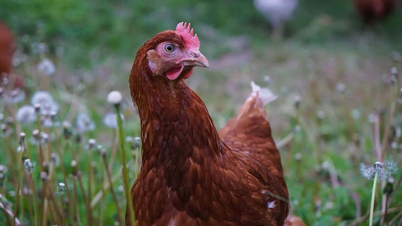red chicken