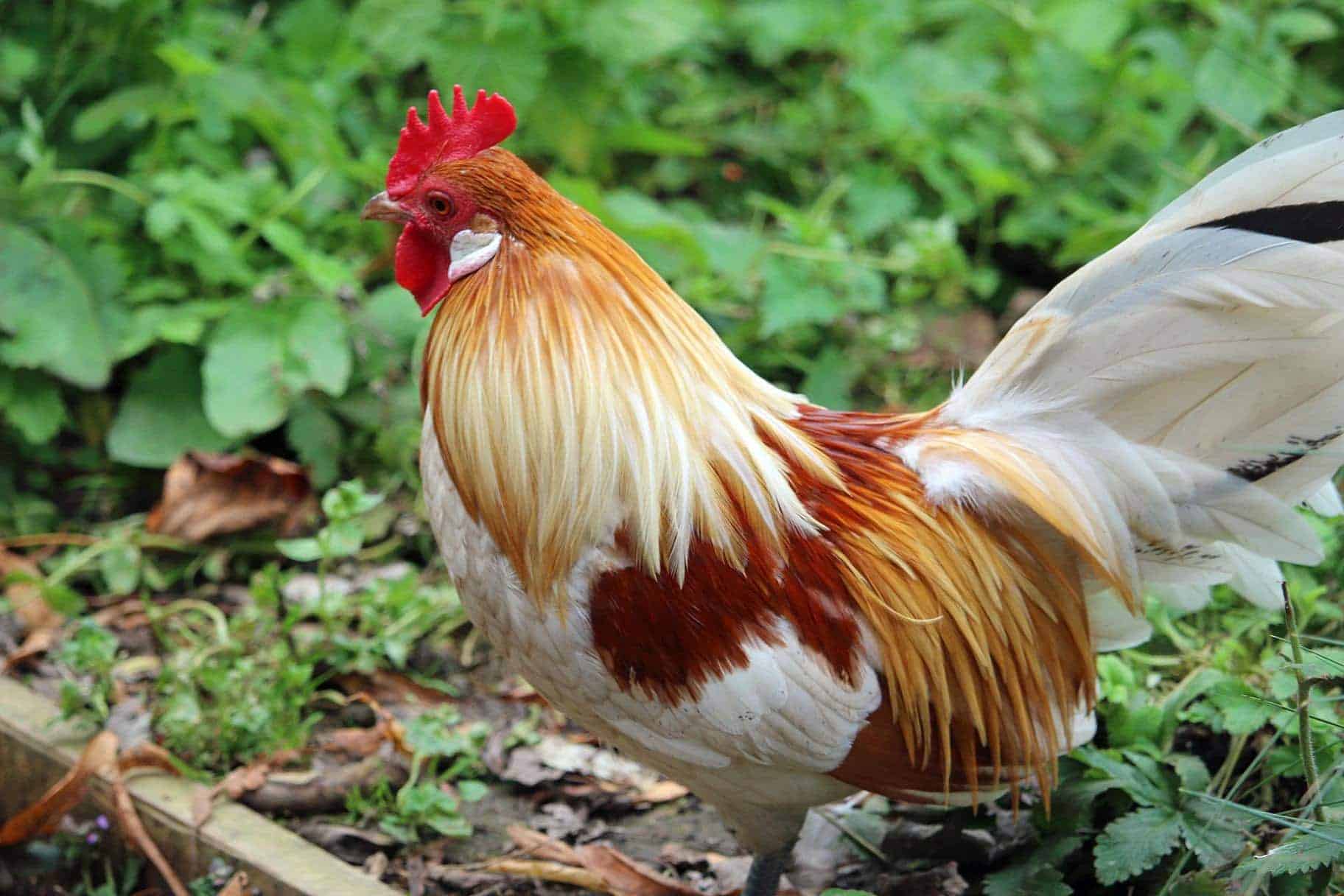 red pyle chicken