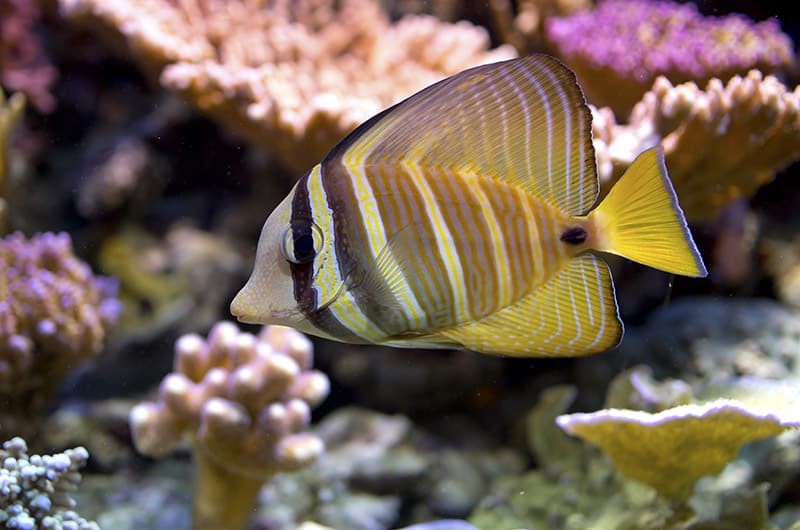 Desjardin’s Sailfin Tang