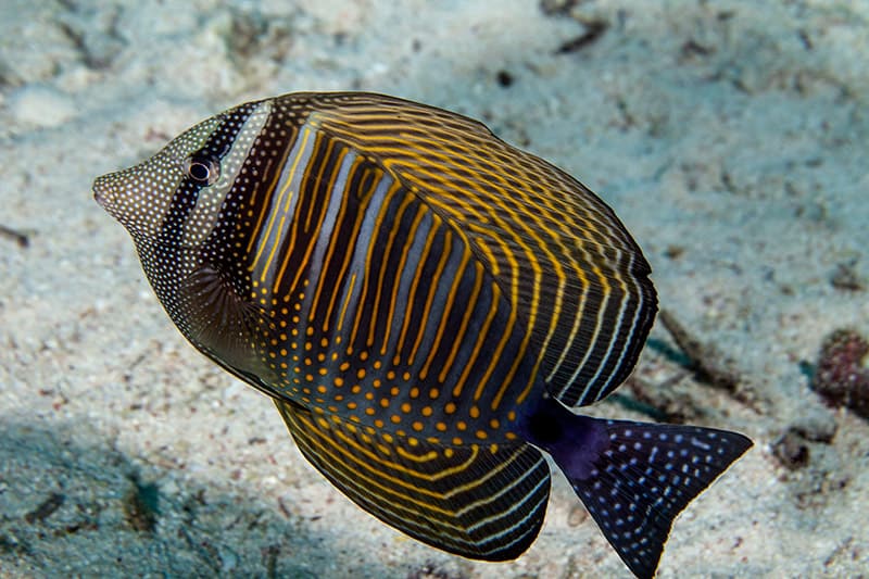 Red Sea sailfin tang or Desjardin's sailfin tang