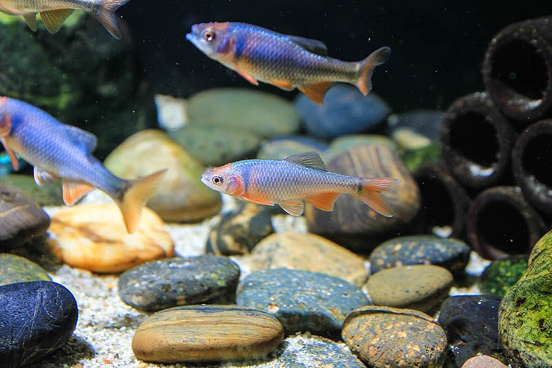 Red Shiners in a tank