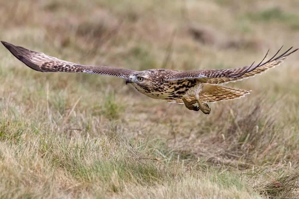 red tailed hawk hunting
