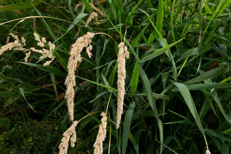 reed canary grass