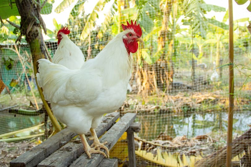 rhode island white roosters in the backyard