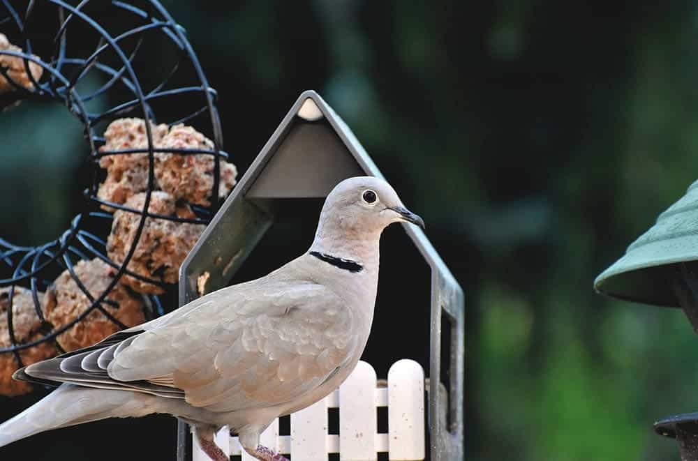 ringneck dove
