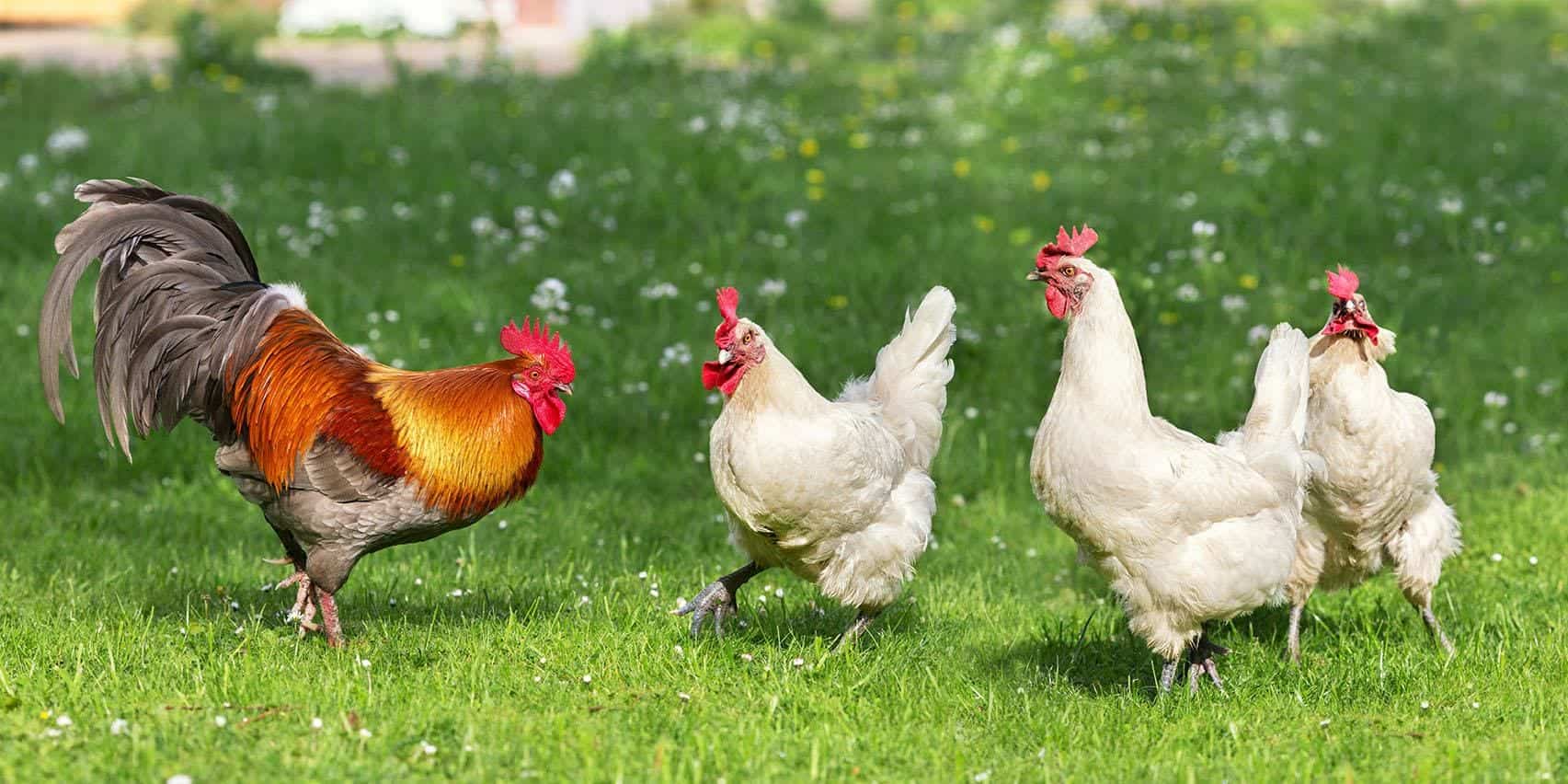 rooster and chickens