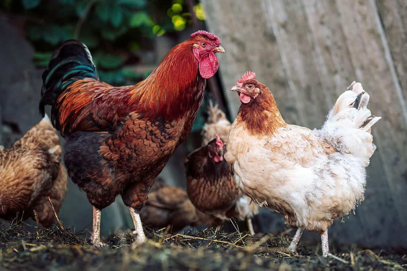rooster and hen