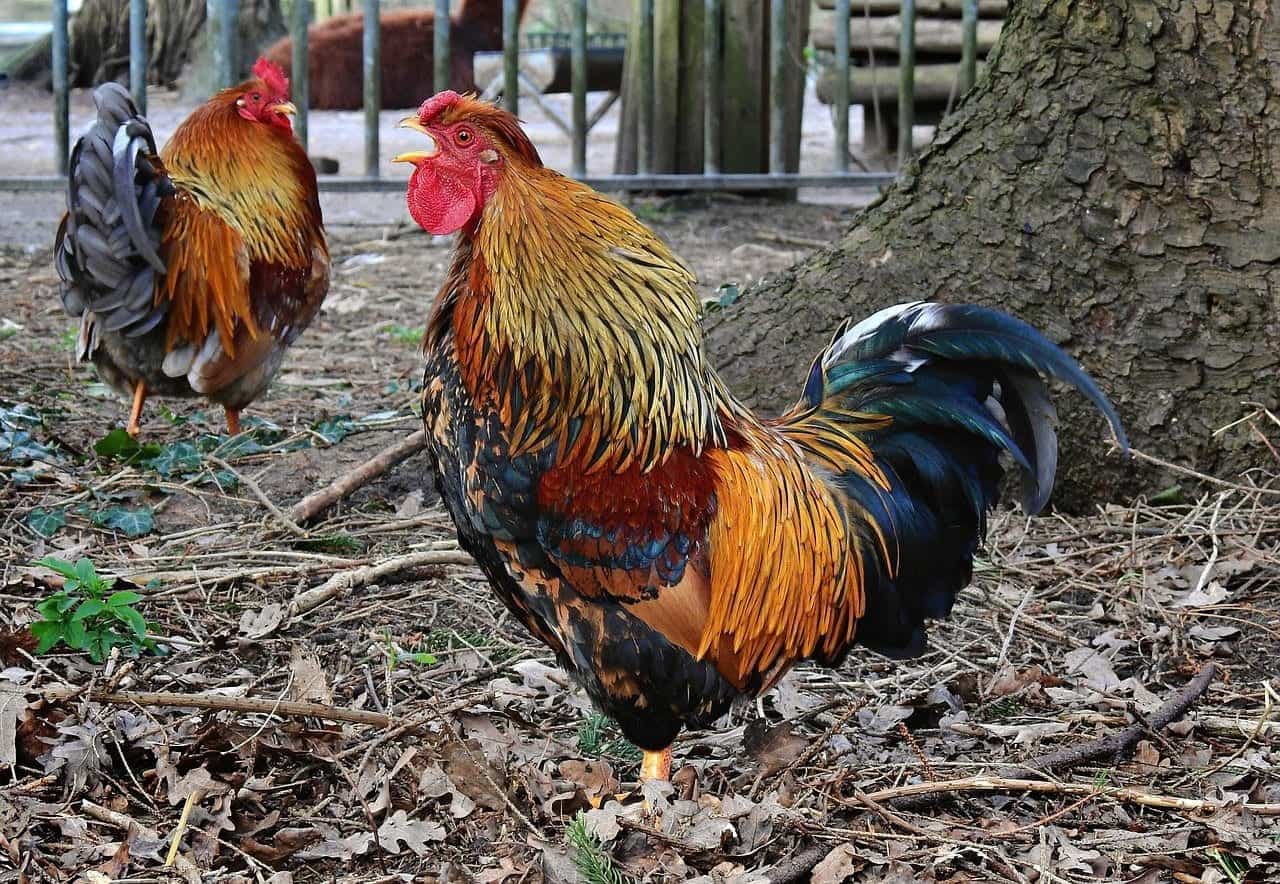 rooster crowing