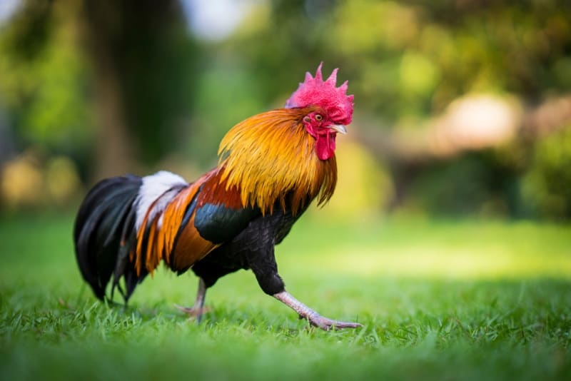 rooster walking on grass