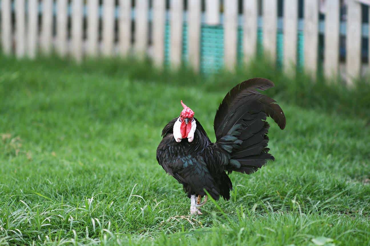 rosecomb bantam