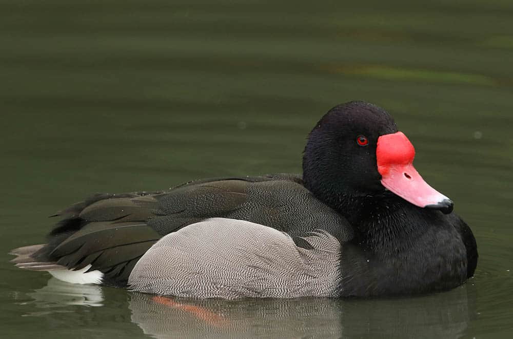 Rosy-billed Pochard