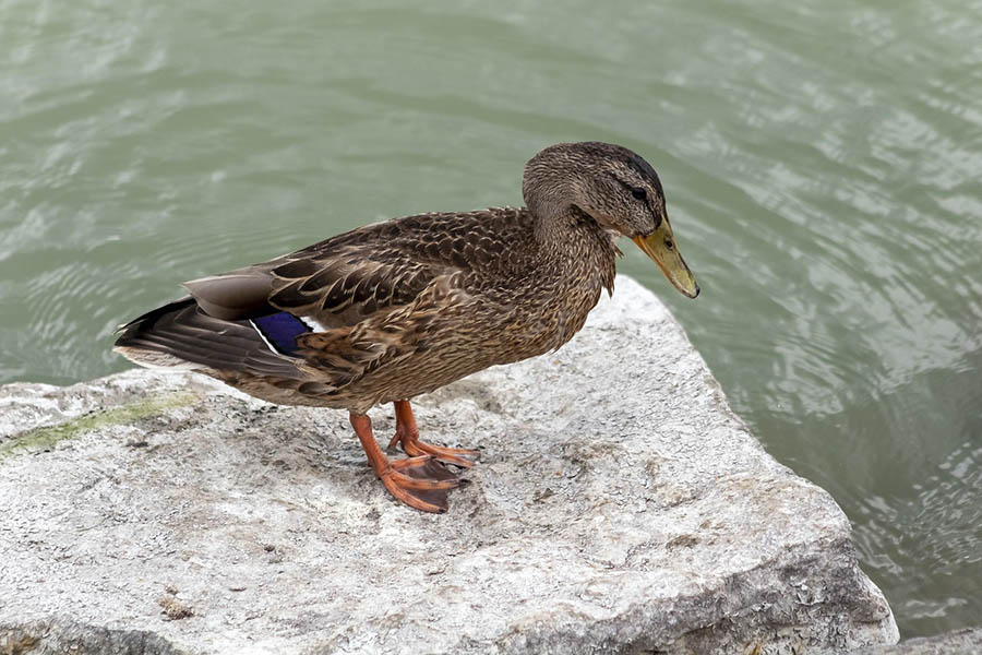 rouen duck
