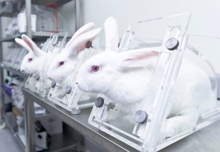 experimental rabbits