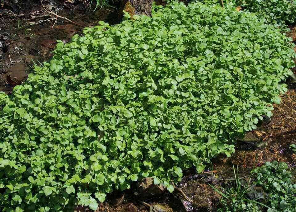watercress